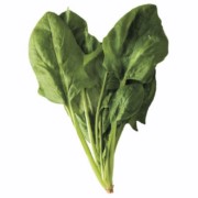 ESPINACA