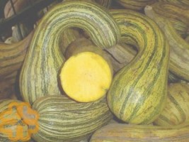 CALABAZA